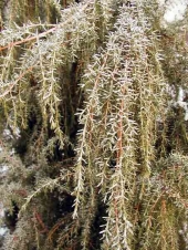 Juniperus communis 'Horstmann' 